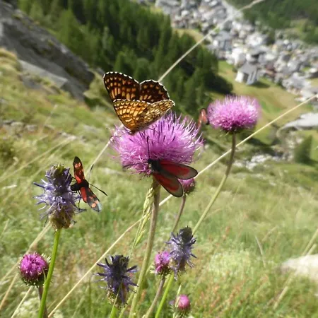 아파트 Rustica 4 By Interhome *