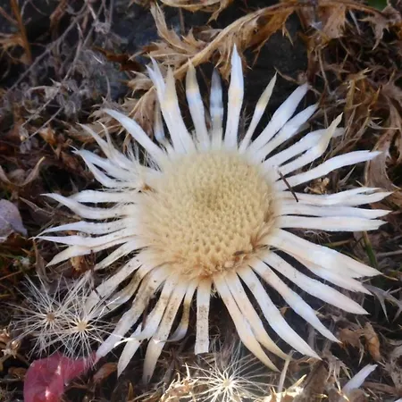 Rustica 4 By Interhome Saas-Almagell