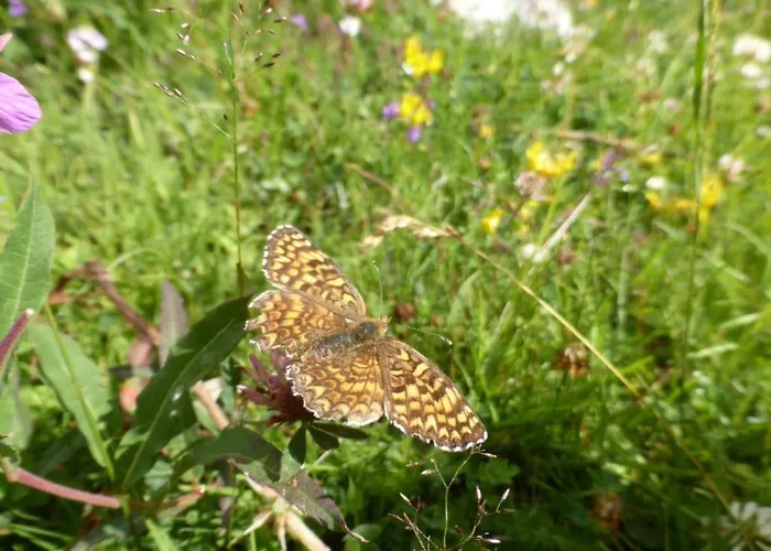 Rustica 4 By Interhome شقة *